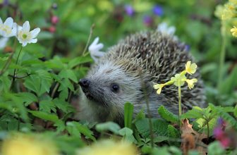 Winterharte Pflanzen, die Ihren Garten auch in den kältesten Monaten grün halten